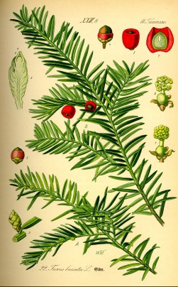 yew red berries.jpg
